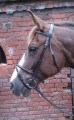 Sheldon Classic Flash Bridle